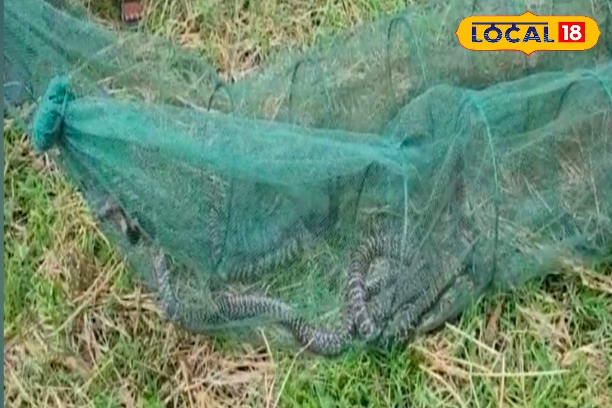 মাছ ধরতে গিয়ে চক্ষু চড়কগাছ! জালে ধরা পড়ল ৩ বিশাল কেউটে সাপ, এলাকায় চাঞ্চল্য