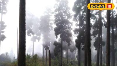 কার্শিয়াং ফরেস্ট