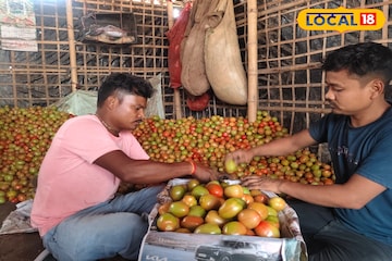 আলু-বাঁধাকপিতে মাথায় হাত! চাষিদের মুখে হাসি ফোটাল কেবল ‘লাল সোনা’, জানুন কত দামে বিক্রি