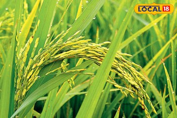 ধানের কাণ্ড কি খড়ের মতো হয়ে যাচ্ছে? মাজরা পোকা রুখতে কৃষি বিশেষজ্ঞদের বিশেষ টোটকা