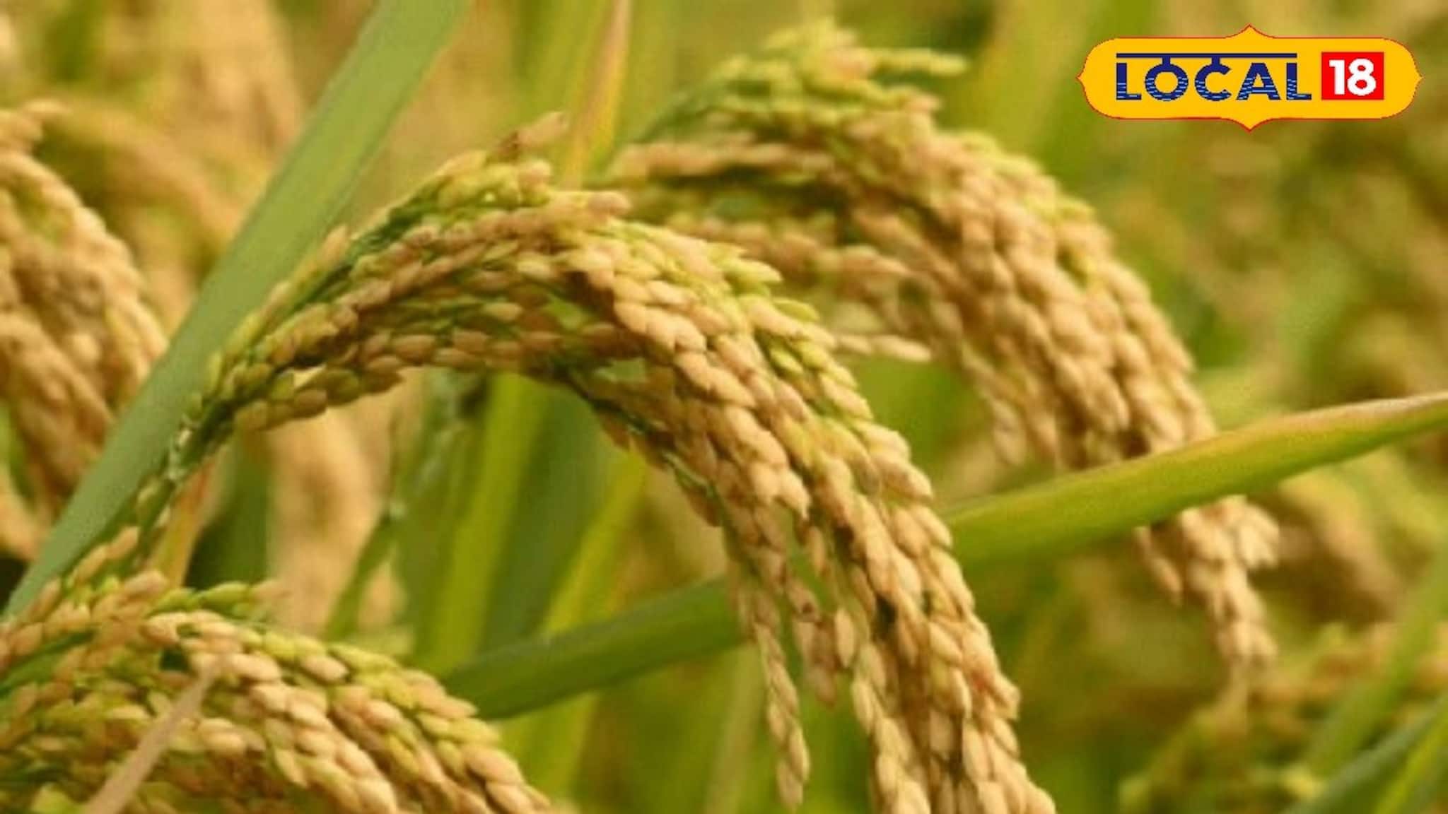 Rice Crop Mazra Poka: ধান গাছ শুকিয়ে যাচ্ছে? মাজরা পোকা দমনের ম্যাজিক টিপস! ফলন বাঁচাতে সঠিক সময়ে সঠিক ওষুধ দেওয়ার সহজ উপায় জেনে নিন