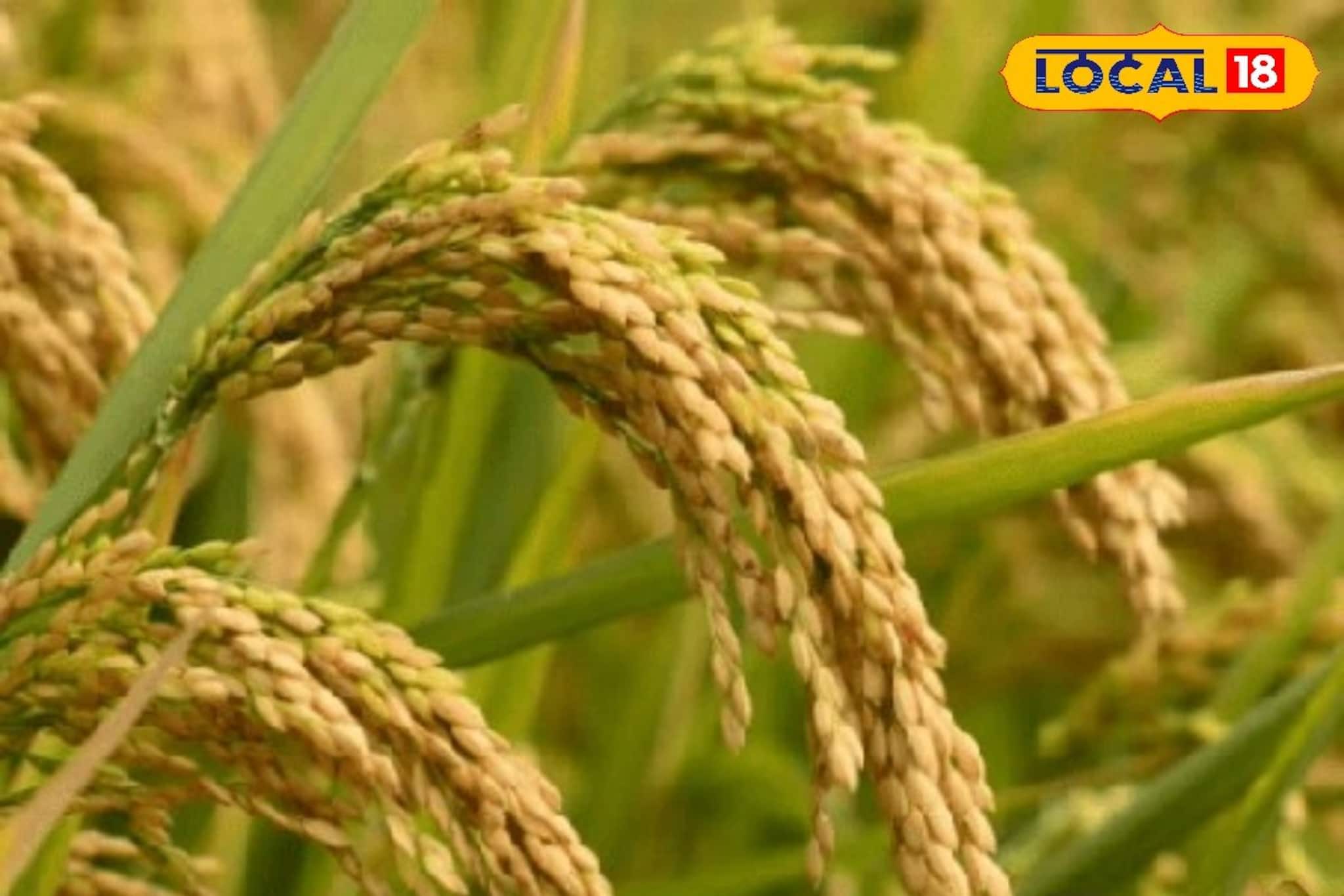 ধানের কাণ্ড কি খড়ের মতো হয়ে যাচ্ছে? মাজরা পোকা রুখতে কৃষি বিশেষজ্ঞদের বিশেষ টোটকা