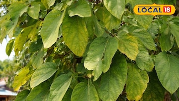 টেরিগাটা