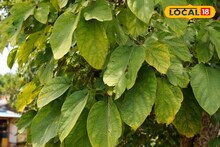 Matha Pagla Tree: একেবারে অন্যরকম দেখতে, এক গাছেই পাতার নানান রূপ! বাঁকুড়ার মানুষ আদর করে ডাকেন ‘মাথা পাগলা’ গাছ! দেখেছেন আপনি?