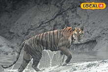 Sundarban: আগে মা, পেছনে সন্তান! নদী থেকে উঠে এল হলুদ ডোরাকাটা...সুন্দরবনে ‘ক্যামেরায় বন্দি’ বাঘ