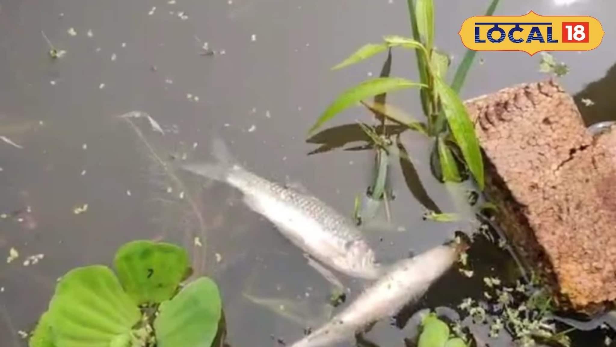 Jalpaiguri News: কালবৈশাখীর পরই ভয়ঙ্কর কাণ্ড! যেন মড়ক লেগেছে নদীতে, ঝাঁকে ঝাঁকে মাছ ভেসে উঠতেই যা হল...