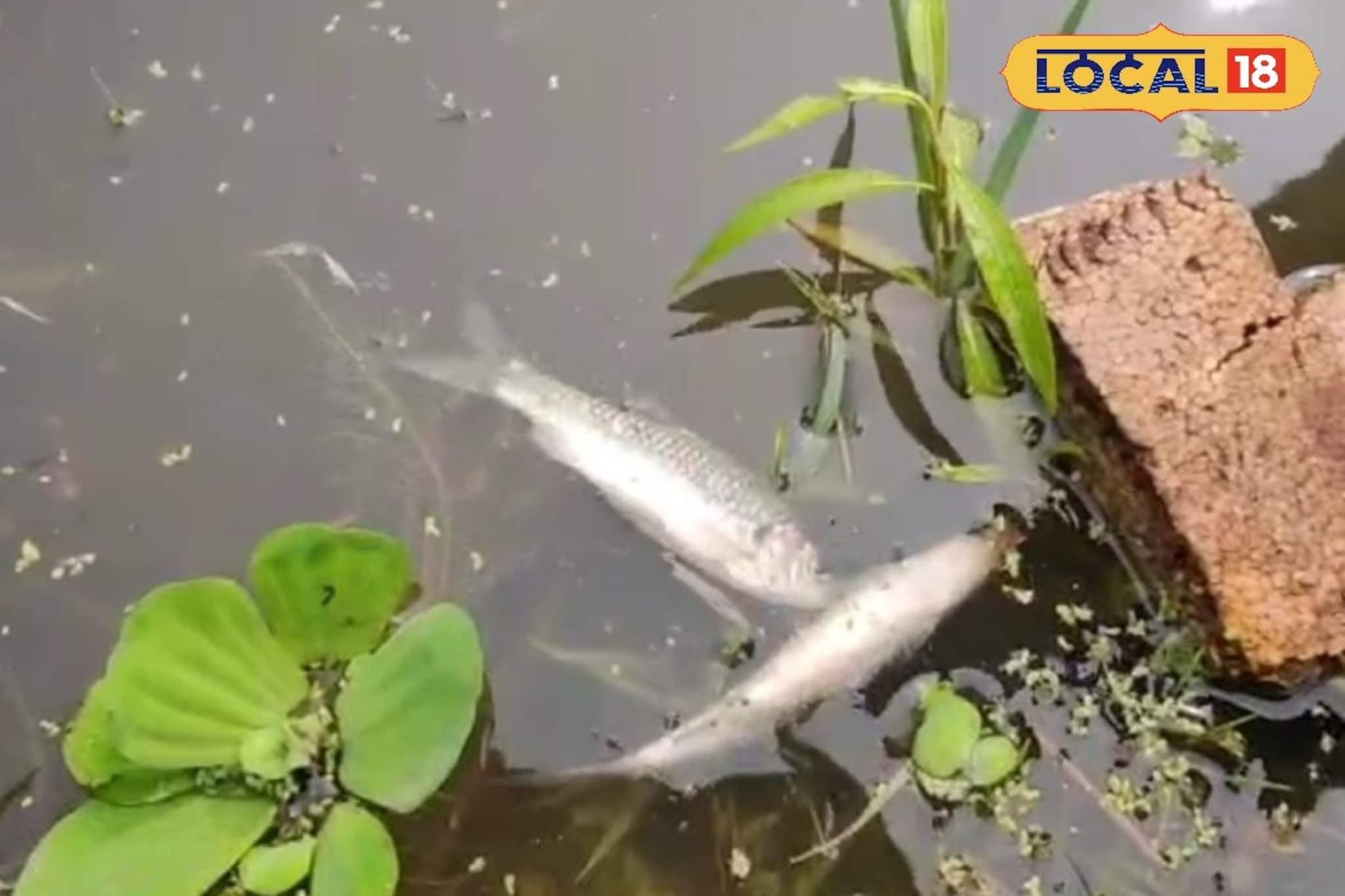 কালবৈশাখীর পরই ভয়ঙ্কর কাণ্ড! যেন মড়ক লেগেছে নদীতে,  ঝাঁকে ঝাঁকে মাছ ভেসে উঠতেই যা হল... 