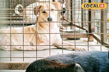 Bankura News: ৫৫ পথকুকুরের আশ্রয়, সপ্তাহে স্টেরিলাইজেশন ও চিকিৎসা—নীরবে চলছে মানবিক উদ্যোগ 