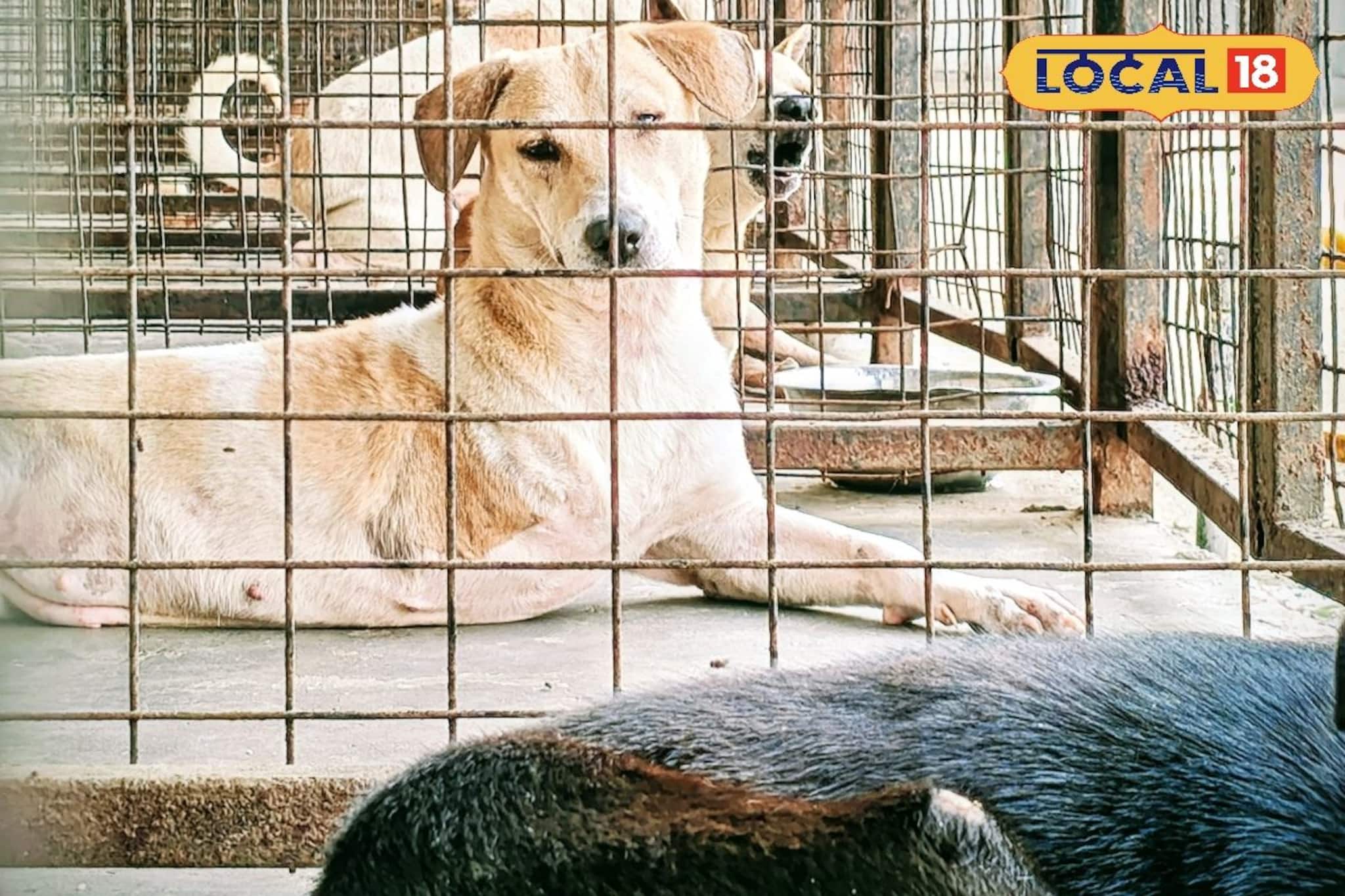 কলকাতা থেকে বসে লক্ষাধিক খরচে চলছে বাঁকুড়ার ডগ রেসকিউ সেন্টার