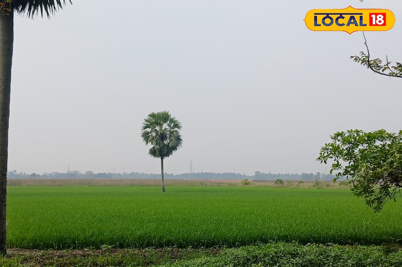 হারিয়ে যাচ্ছে চেনা গ্রামবাংলার ছবি। অথচ সবুজকে আকড়ে ধরেই যেন বাঁচতে চাইছে নতুন প্রজন্ম। তাই অবসর সময় পেলেই অনেকেই ছুটে যাচ্ছেন প্রকৃতির কোলে। এই বসন্তে প্রাকৃতিক সৌন্দর্যের আর এক নাম যেন ধূলোরবাঁধ। ব্যস্ত জনবহুল এলাকার মাঝেই রয়েছে সবুজে ঘেরা এক নিরিবিলি, শান্ত পরিবেশের স্থান, যেখানে ধরা পড়ে বাংলার প্রকৃত রূপ। এখানে সবুজ ক্ষেত আর নীল-সাদা আকাশ যেন একাকার হয়ে যায়।(ছবি ও তথ্য: রাকেশ মাইতি) হারিয়ে যাচ্ছে চেনা গ্রামবাংলার ছবি। অথচ সবুজকে আকড়ে ধরেই যেন বাঁচতে চাইছে নতুন প্রজন্ম। তাই অবসর সময় পেলেই অনেকেই ছুটে যাচ্ছেন প্রকৃতির কোলে। এই বসন্তে প্রাকৃতিক সৌন্দর্যের আর এক নাম যেন ধূলোরবাঁধ। ব্যস্ত জনবহুল এলাকার মাঝেই রয়েছে সবুজে ঘেরা এক নিরিবিলি, শান্ত পরিবেশের স্থান, যেখানে ধরা পড়ে বাংলার প্রকৃত রূপ। এখানে সবুজ ক্ষেত আর নীল-সাদা আকাশ যেন একাকার হয়ে যায়।(ছবি ও তথ্য: রাকেশ মাইতি)