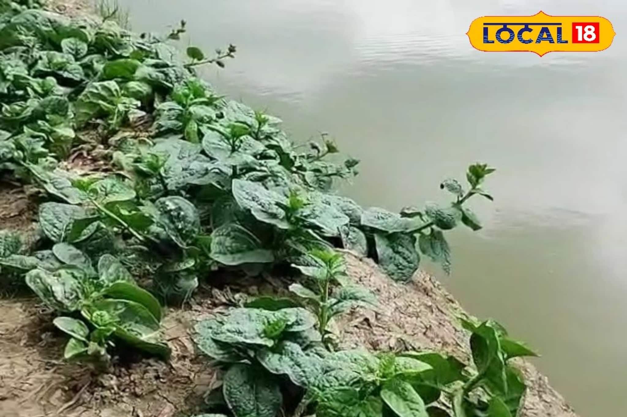 বেকারত্ব দূর করতে মৎস্য দপ্তরের নতুন দাওয়াই! খরচ কমিয়ে আয় বাড়াতে আপনিও শুরু করুন এই বিশেষ চাষ