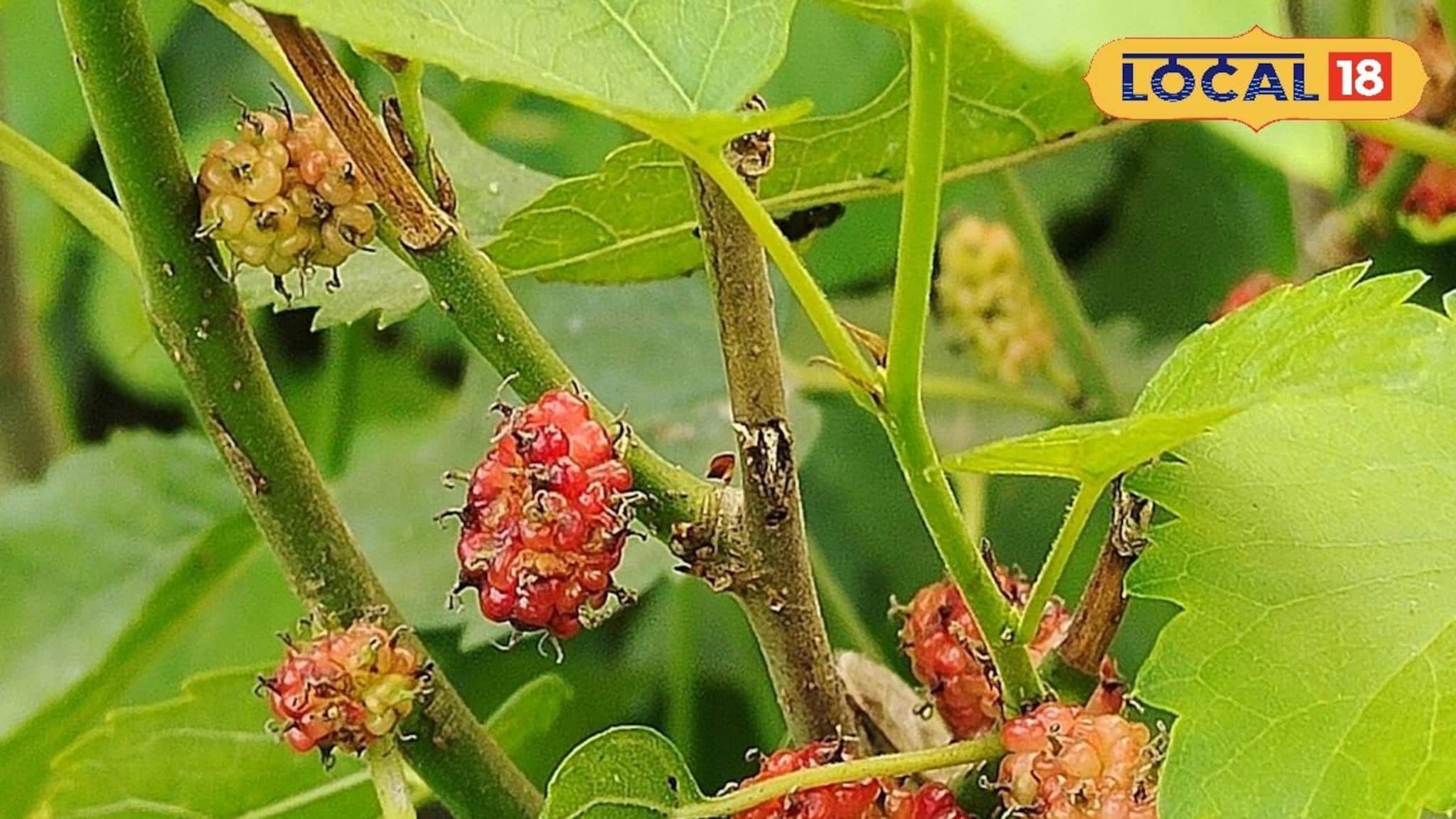 Cholesterol Control Fruit: দারুণ কাজের এই ফল, ধমনী থেকে ঘাড় ধাক্কা দিয়ে বের করে খারাপ কোল্টেস্টেরল, দূর করে কোষ্ঠকাঠিন্য, সুগারও থাকে নিয়ন্ত্রণে...