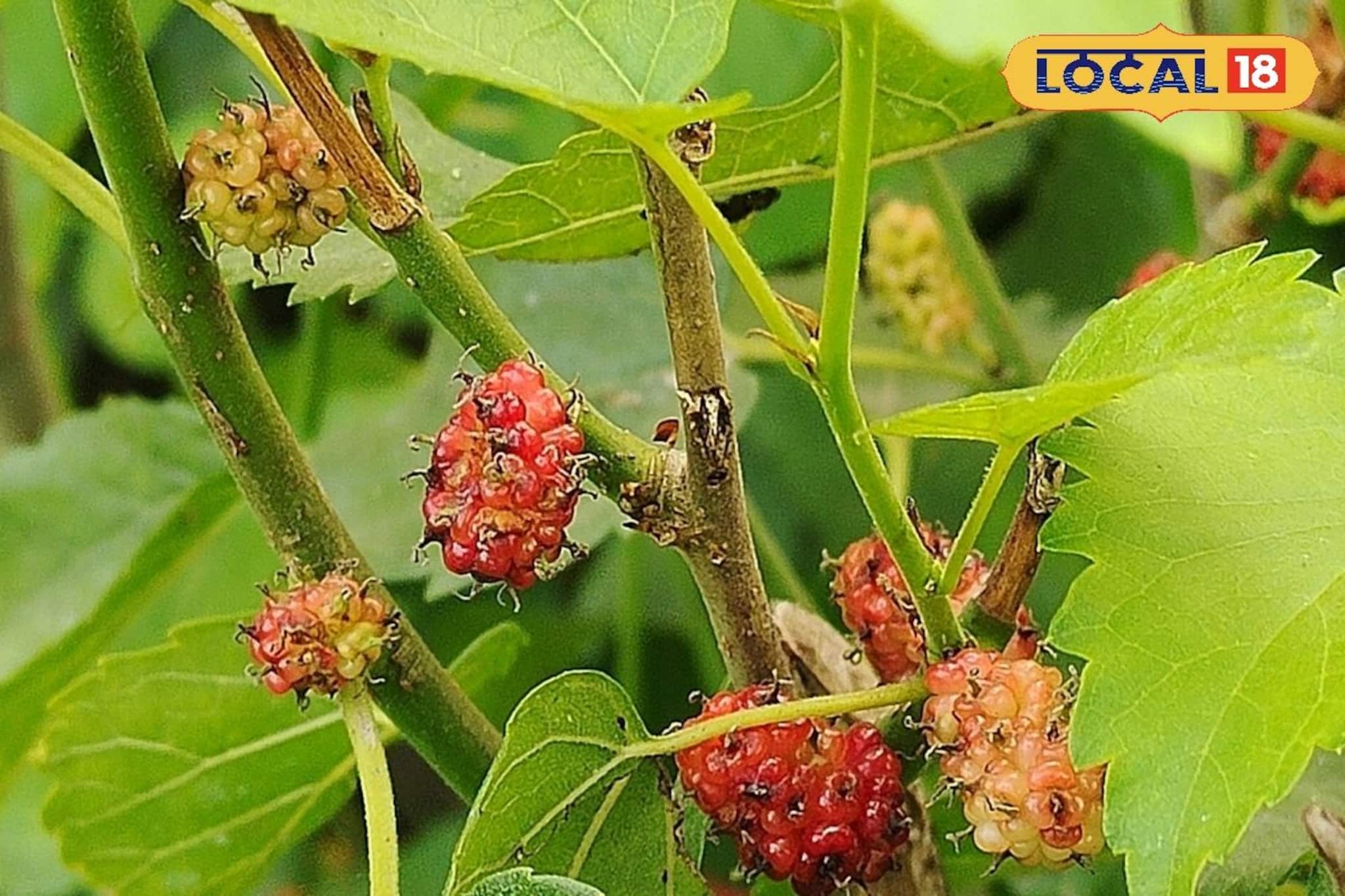 বছরে মাত্র ২ মাস পাওয়া যায়; অতুলনীয় স্বাদের এই ফল ডায়াবেটিস এবং পেটের রোগের অব্যর্থ দাওয়াই