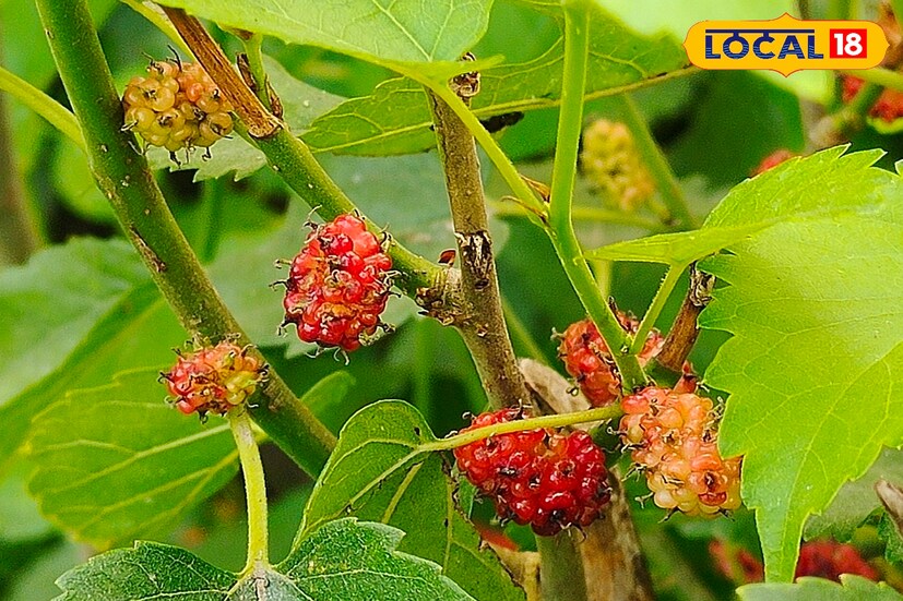 শুধু বাণিজ্যিক ক্ষেত্রেই নয়, শারীরিক সুস্থতার দিক থেকেও অত্যন্ত উপকারী তুঁত গাছের বিভিন্ন অংশ। বিশেষ করে তুঁত ফলের পুষ্টিগুণ ও ঔষধি গুণ নিয়ে নতুন করে আগ্রহ বাড়ছে সাধারণ মানুষের মধ্যে। আয়ুর্বেদ বিশেষজ্ঞদের মতে, নিয়মিত পরিমিত তুঁত ফল খেলে শরীরের নানা উপকার হয়।(ছবি ও তথ্য: জিএম মোমিন)