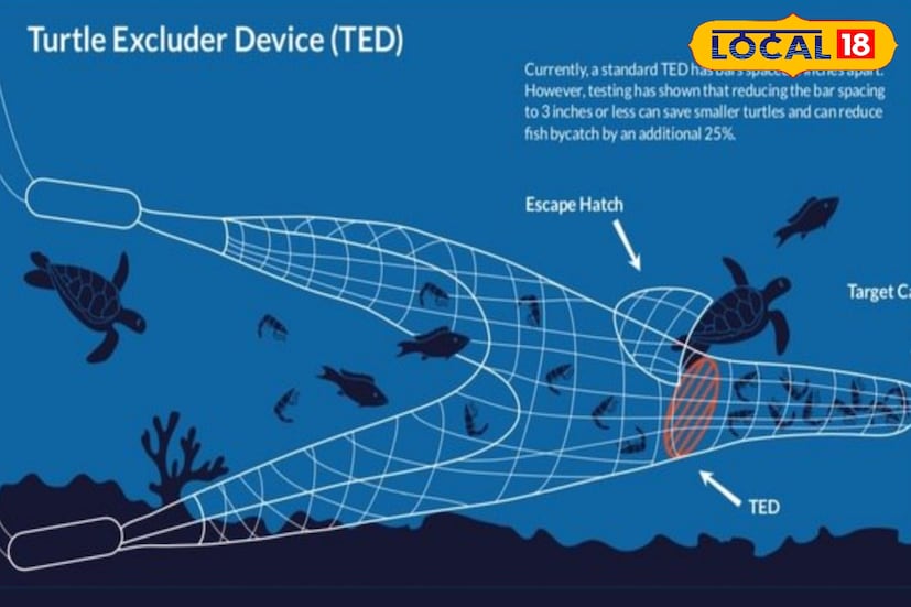 পূর্ব মেদিনীপুরের সমুদ্র উপকূলবর্তী এলাকায় মৎস্যজীবীদের ট্রল জালে এবার বসতে চলেছে একপ্রকার বিশেষ যন্ত্র টেড তথা টার্টল এক্সক্লুডার ডিভাইস। সামুদ্রিক কচ্ছপ রক্ষার জন্য এই উদ্যোগ নেওয়া হয়েছে। বিশেষজ্ঞদের মতে, এই যন্ত্র ব্যবহারে ট্রল জালে দুর্ঘটনাবশত ধরা পড়া কচ্ছপ সহজেই বেরিয়ে যেতে পারবে। ফলে তাঁদের প্রাণহানি অনেকটাই কমবে। মৎস্য দফতর এবং সমুদ্র জীববিজ্ঞানীরা দীর্ঘদিন ধরেই এই প্রযুক্তি চালুর পরামর্শ দিয়ে আসছিলেন। অবশেষে উপকূলীয় এলাকায় তা বাস্তবায়নের উদ্যোগ শুরু হয়েছে। (ছবি ও তথ্যঃ মদন মাইতি) পূর্ব মেদিনীপুরের সমুদ্র উপকূলবর্তী এলাকায় মৎস্যজীবীদের ট্রল জালে এবার বসতে চলেছে একপ্রকার বিশেষ যন্ত্র টেড তথা টার্টল এক্সক্লুডার ডিভাইস। সামুদ্রিক কচ্ছপ রক্ষার জন্য এই উদ্যোগ নেওয়া হয়েছে। বিশেষজ্ঞদের মতে, এই যন্ত্র ব্যবহারে ট্রল জালে দুর্ঘটনাবশত ধরা পড়া কচ্ছপ সহজেই বেরিয়ে যেতে পারবে। ফলে তাঁদের প্রাণহানি অনেকটাই কমবে। মৎস্য দফতর এবং সমুদ্র জীববিজ্ঞানীরা দীর্ঘদিন ধরেই এই প্রযুক্তি চালুর পরামর্শ দিয়ে আসছিলেন। অবশেষে উপকূলীয় এলাকায় তা বাস্তবায়নের উদ্যোগ শুরু হয়েছে। (ছবি ও তথ্যঃ মদন মাইতি)