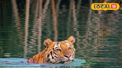 বাঘের দেখা 