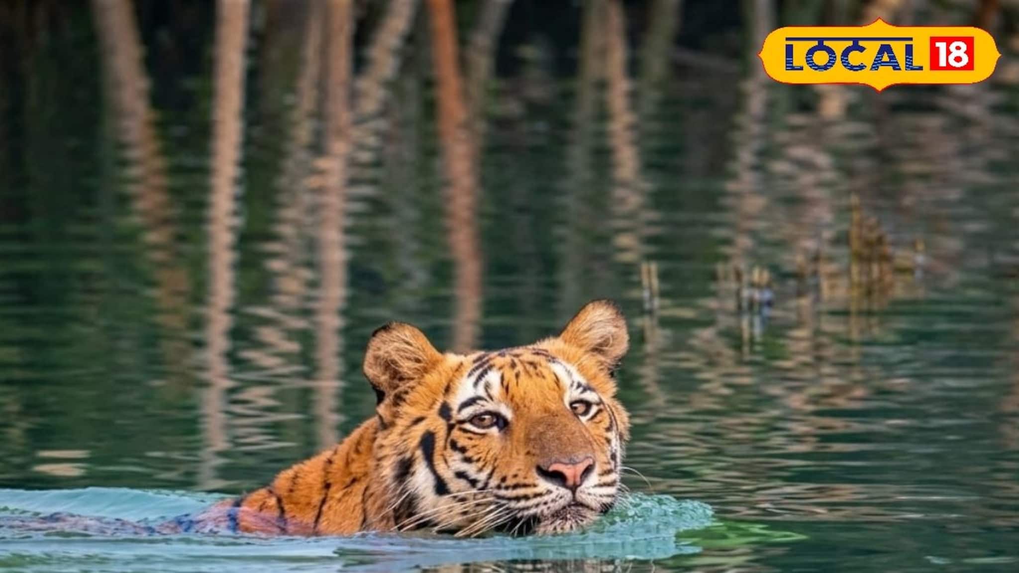 Sundarban Tiger: সুন্দরবন ঘুরতে গেলে পয়সা উসুল! শীতের শুরুর আগে থেকে এখনও পর্যন্ত শতাধিক বার বাঘের দর্শন