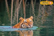 Sundarban Tiger: সুন্দরবন ঘুরতে গেলে পয়সা উসুল! শীতের শুরুর আগে থেকে এখনও পর্যন্ত শতাধিক বার বাঘের দর্শন
