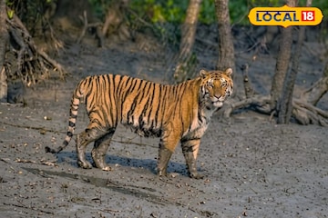 সুন্দরবন ঘুরতে গেলে পয়সা উসুল! শীতের শুরুর আগে থেকে এখনও পর্যন্ত শতাধিক বার বাঘের দর্শন সুন্দরবন ঘুরতে গেলে পয়সা উসুল! শীতের শুরুর আগে থেকে এখনও পর্যন্ত শতাধিক বার বাঘের দর্শন