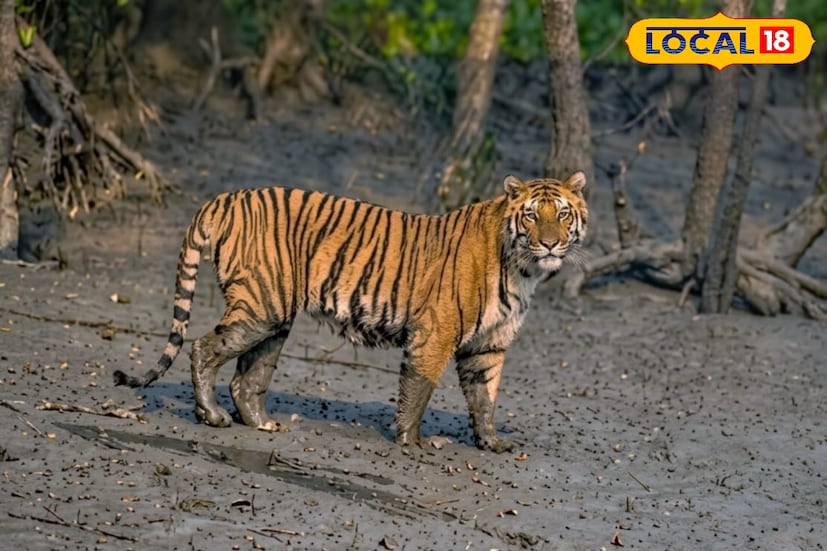 সুন্দরবনের জঙ্গলে রয়্যাল বেঙ্গল টাইগারের দর্শন পাওয়া বরাবরই পর্যটকদের কাছে সবথেকে বড় আকর্ষণ। সম্প্রতি সুন্দরবনের বিভিন্ন এলাকায় পর্যটকদের বাঘ দেখার প্রবণতা বেশ বৃদ্ধি পেয়েছে। অধিকাংশ পর্যটক সুন্দরবনে আসেন এক পলকে সুন্দরবনের রয়েল বেঙ্গল টাইগারের দর্শন করতে । তা একবার পেলেই তো আর কথা নেই। (তথ্য ছবি সুমন সাহা) সুন্দরবনের জঙ্গলে রয়্যাল বেঙ্গল টাইগারের দর্শন পাওয়া বরাবরই পর্যটকদের কাছে সবথেকে বড় আকর্ষণ। সম্প্রতি সুন্দরবনের বিভিন্ন এলাকায় পর্যটকদের বাঘ দেখার প্রবণতা বেশ বৃদ্ধি পেয়েছে। অধিকাংশ পর্যটক সুন্দরবনে আসেন এক পলকে সুন্দরবনের রয়েল বেঙ্গল টাইগারের দর্শন করতে । তা একবার পেলেই তো আর কথা নেই। (তথ্য ছবি সুমন সাহা)
