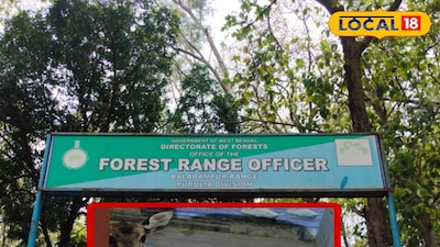 বিয়ে বাড়িতে চিতল হরিণ