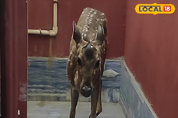 বিয়ে বাড়িতে অবাক কাণ্ড! কোথা থেকে এল চিতল হরিণ? নিমেষে হট্টগোল পুরুলিয়ায়