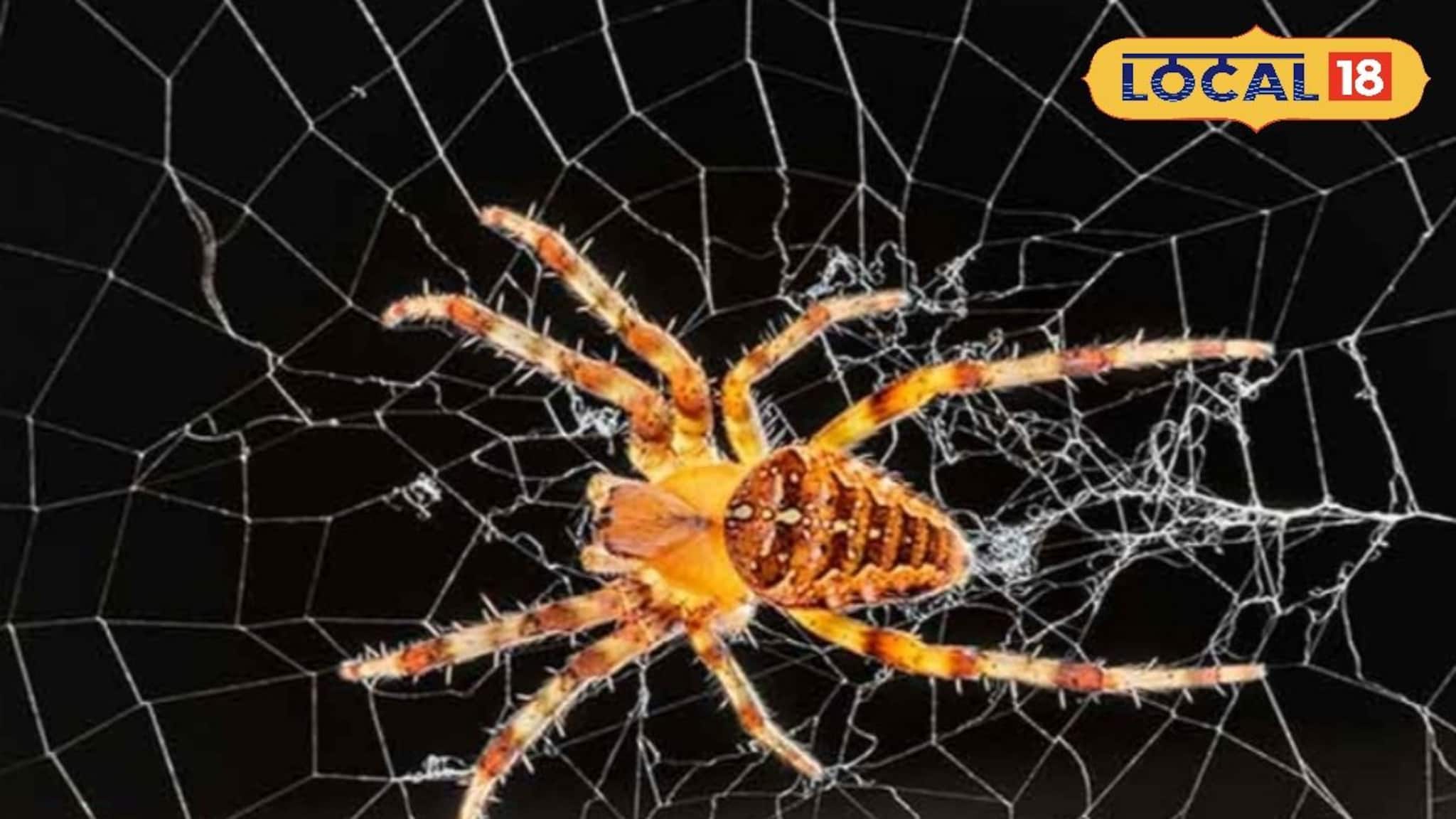 How to Get Rid of Spiders Naturally: বাড়ির যেখানে সেখানে মাকড়সার জাল? ঝাড়ু নয়, কাজে লাগান রান্নাঘরের এই ৩ সাধারণ জিনিস! জালের উপদ্রব থেকে পাকাপাকি মুক্তি