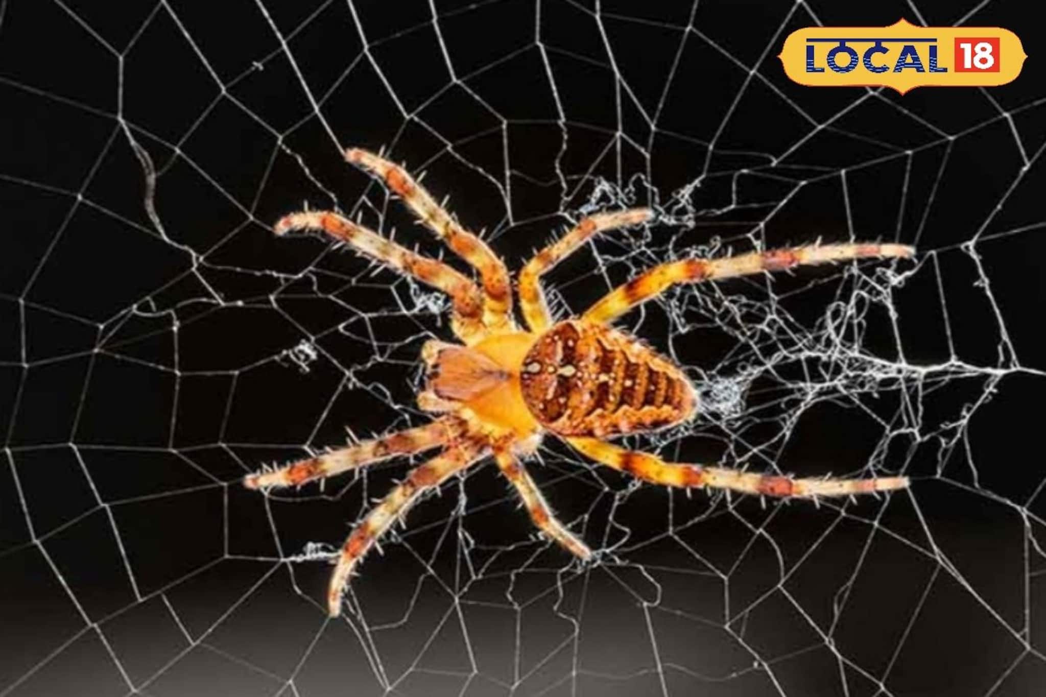 মাকড়সার জালে ঘরের সৌন্দর্য নষ্ট হচ্ছে? মাত্র ২ মিনিটে তৈরি এই ঘরোয়া স্প্রে করলেই কেল্লাফতে! 