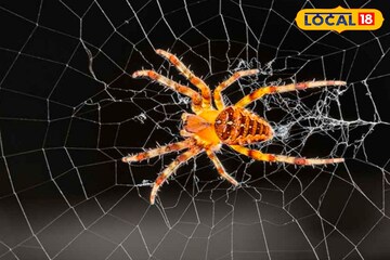 মাকড়সার জালে ঘরের সৌন্দর্য নষ্ট হচ্ছে? মাত্র ২ মিনিটে তৈরি এই ঘরোয়া স্প্রে করলেই কেল্লাফতে! 