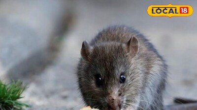 প্রতিকী চিত্র