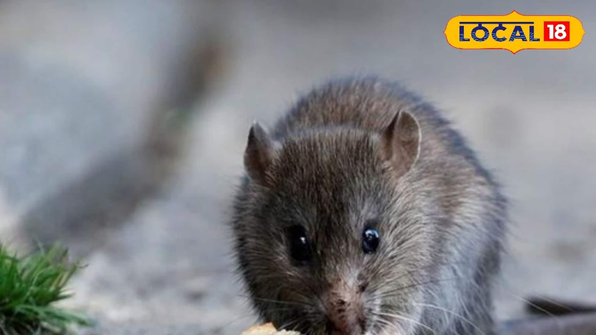 বাড়িতে ইঁদুর-ছুঁচোর উৎপাত? আর্থিক সঙ্কট নাকি মা লক্ষ্মীর কৃপা! কিসের ইঙ্গিত? তাড়ানোর আগে জানুন কী বলছে বাস্তুশাস্ত্র