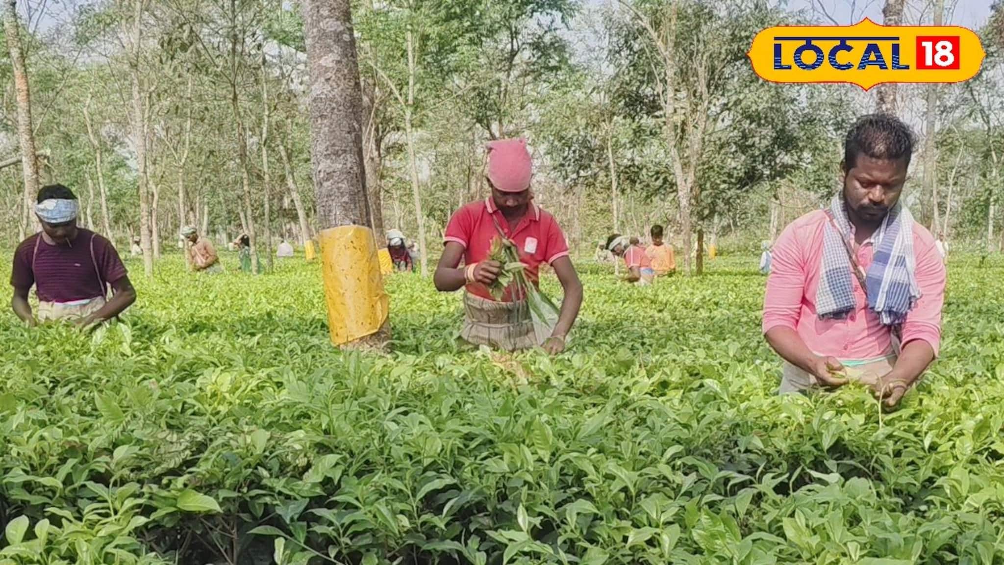 North Bengal Storm: কয়েক মিনিটের ঝড়ে সব লন্ডভন্ড! ‘ফার্স্ট-সেকেন্ড ফ্লাশ’-এ আশার আলো জলপাইগুড়ির চা বাগানে North Bengal Storm: কয়েক মিনিটের ঝড়ে সব লন্ডভন্ড! ‘ফার্স্ট-সেকেন্ড ফ্লাশ’-এ আশার আলো জলপাইগুড়ির চা বাগানে