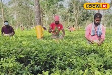 North Bengal Storm: কয়েক মিনিটের ঝড়ে সব লন্ডভন্ড! ‘ফার্স্ট-সেকেন্ড ফ্লাশ’-এ আশার আলো জলপাইগুড়ির চা বাগানে