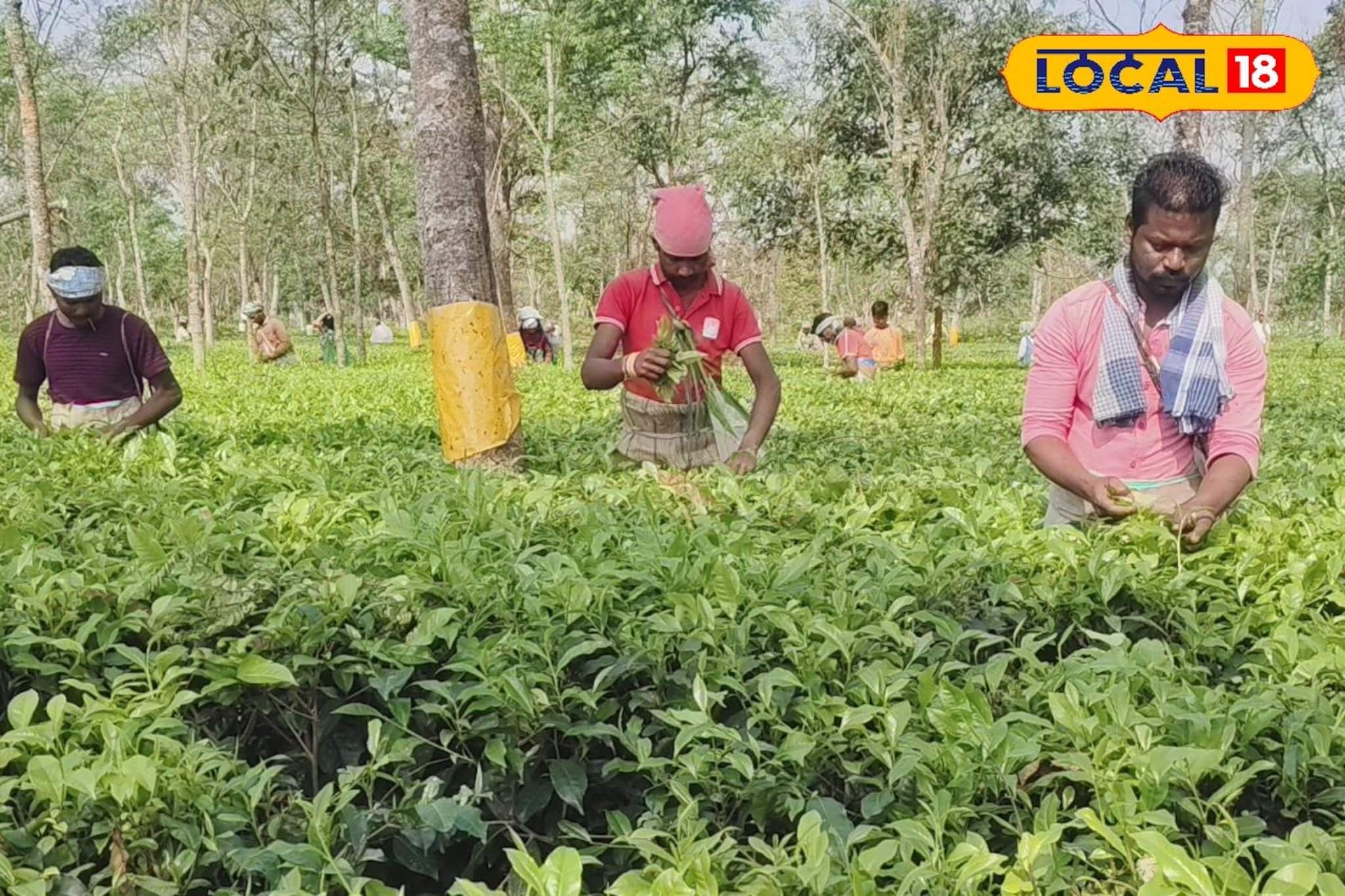কয়েক মিনিটের ঝড়ে সব লন্ডভন্ড! ‘ফার্স্ট-সেকেন্ড ফ্লাশ’-এ আশার আলো জলপাইগুড়ির চা বাগানে
