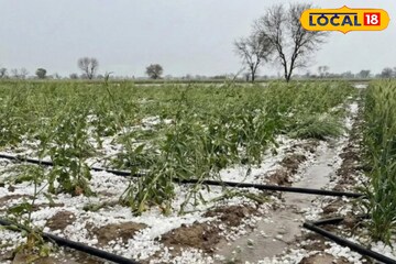 দক্ষিণ ২৪ পরগনার সবজি চাষিদের কপালে চিন্তার ভাঁজ! ব্যাপক ক্ষতির আশঙ্কা