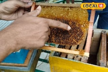 ১০০% পর্যন্ত ক্ষতি! আফ্রিকার পোকার আক্রমণে বিপন্ন দক্ষিণবঙ্গের মৌ-কলোনি; বাঁচানোর উপায় কী?