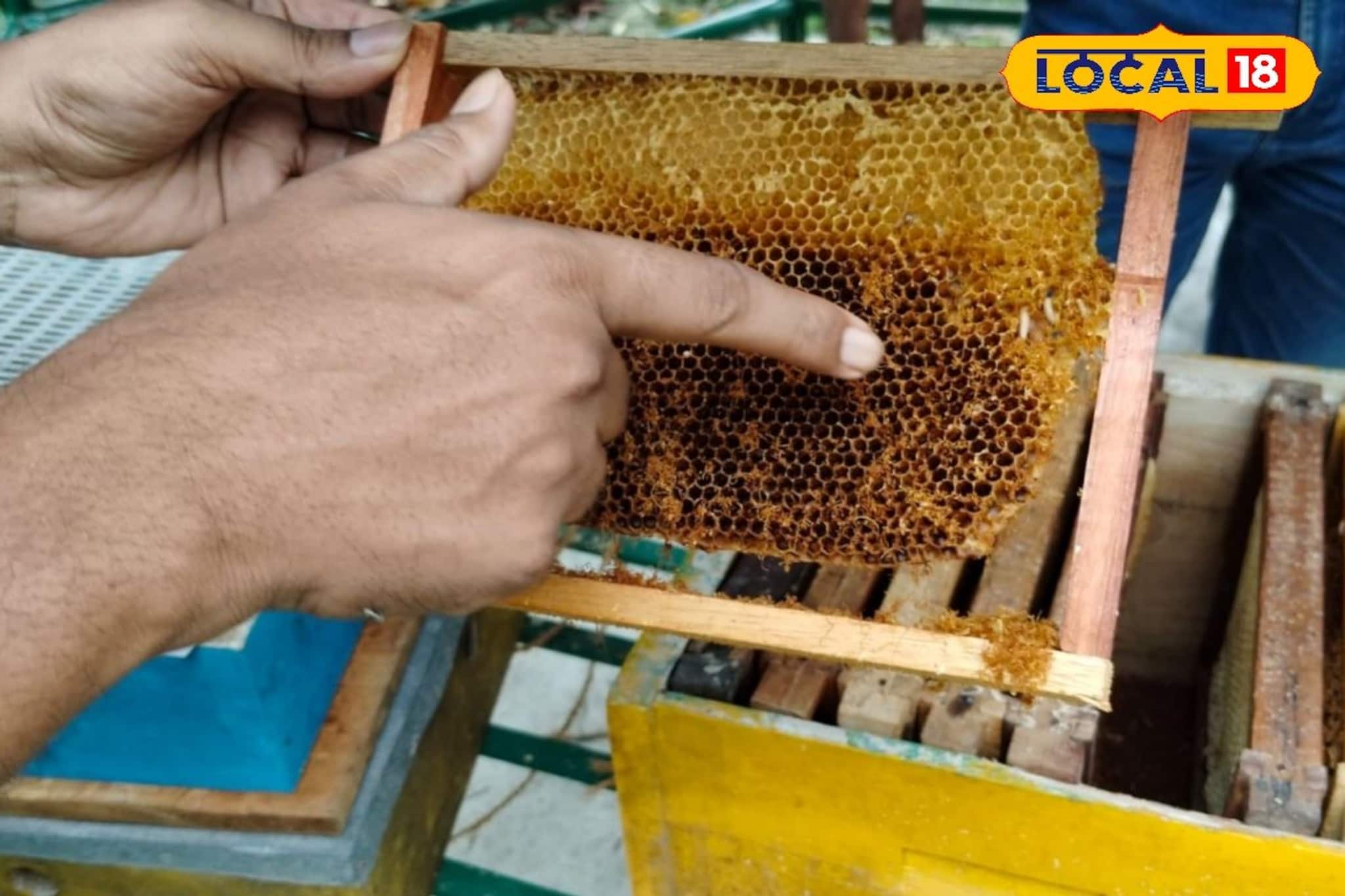 ভয়ংকর পোকা আক্রমণে উজাড় মৌচাক! ১০০% পর্যন্ত ক্ষতি! বাঁচাতে এখনই নিন এই জরুরি পদক্ষেপ