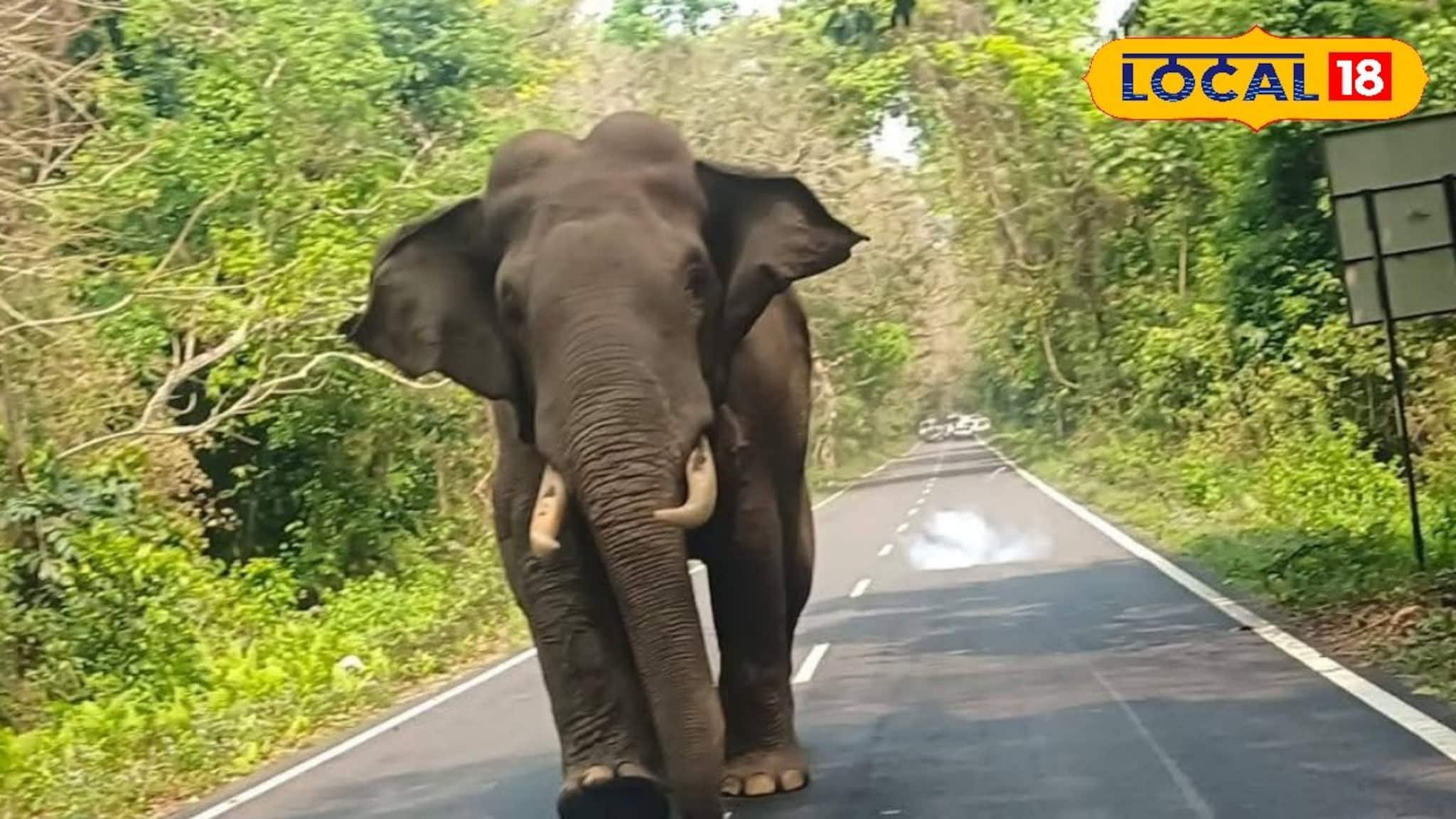 লাটাগুড়ির রাস্তায় সঙ্গীহীন হাতির 'দুষ্টুমি'! থমকে পরপর গাড়ি, দেখুন রোমাঞ্চকর দৃশ্য