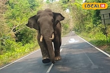 Jalpaiguri Elephant: লাটাগুড়ির রাস্তায় সঙ্গীহীন হাতির 'দুষ্টুমি'! থমকে পরপর গাড়ি, দেখুন রোমাঞ্চকর দৃশ্য