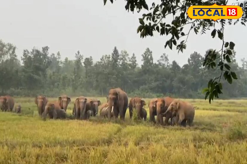 যখন তখন গ্রামে ঢুকে পড়ছে হাতির পাল। দলমার দলে থাকে বাচ্চা হাতিও। ইতিমধ্যে জঙ্গলমহলের জঙ্গলগুলিতে উল্লেখযোগ্যভাবে বেড়েছে হাতির সংখ্যা। আজ থেকে এক দশক আগে যে পরিমাণ হাতি ছিল, এখন তা অনেক গুণে বেড়েছে। পশ্চিম মেদিনীপুর, ঝাড়গ্রাম ও বাঁকুড়ার বিস্তীর্ণ বনাঞ্চলে এখন নিয়মিতভাবেই হাতির চলাচল লক্ষ্য করা যাচ্ছে। যখন তখন জঙ্গল ছেড়ে স্থানীয় লোকালয়ে হানা দিচ্ছে হাতির পাল। হাতির পরিমাণ বৃদ্ধিকে বেশ তাৎপর্যের সঙ্গেই দেখছেন বন বিশেষজ্ঞরা। (তথ্য ও ছবি: রঞ্জন চন্দ)
