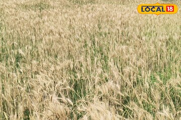 পুরুলিয়ার চাষের জগতে নতুন দিগন্ত! ধান কাটার পর এই চাষ করে বাড়তি আয় কৃষকদের