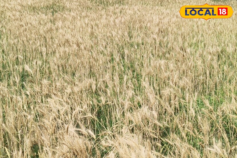 ধান চাষ শেষ হতেই এবার গম চাষের দিকে ঝুঁকছেন পুরুলিয়া জেলার কৃষকরা। জেলার প্রত্যন্ত গ্রামীণ এলাকায় ধান কাটার পরবর্তী ফসল হিসেবে গম চাষকে ক্রমশ লাভজনক বিকল্প হিসেবে দেখছেন চাষিরা। জেলার যে সমস্ত গ্রামে আগে গম চাষ হত না এখন সেই সমস্ত গ্রামেও গম চাষ শুরু হয়েছে। (ছবি ও তথ্যঃ শান্তনু দাস)