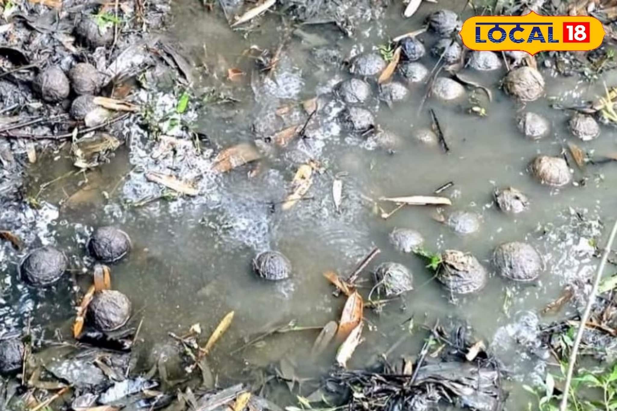 পুকুরে মাছ ধরতে নেমে মিলল বোমার ভাণ্ডার! ভোটের আগে তপ্ত দক্ষিণ বামুনিয়া