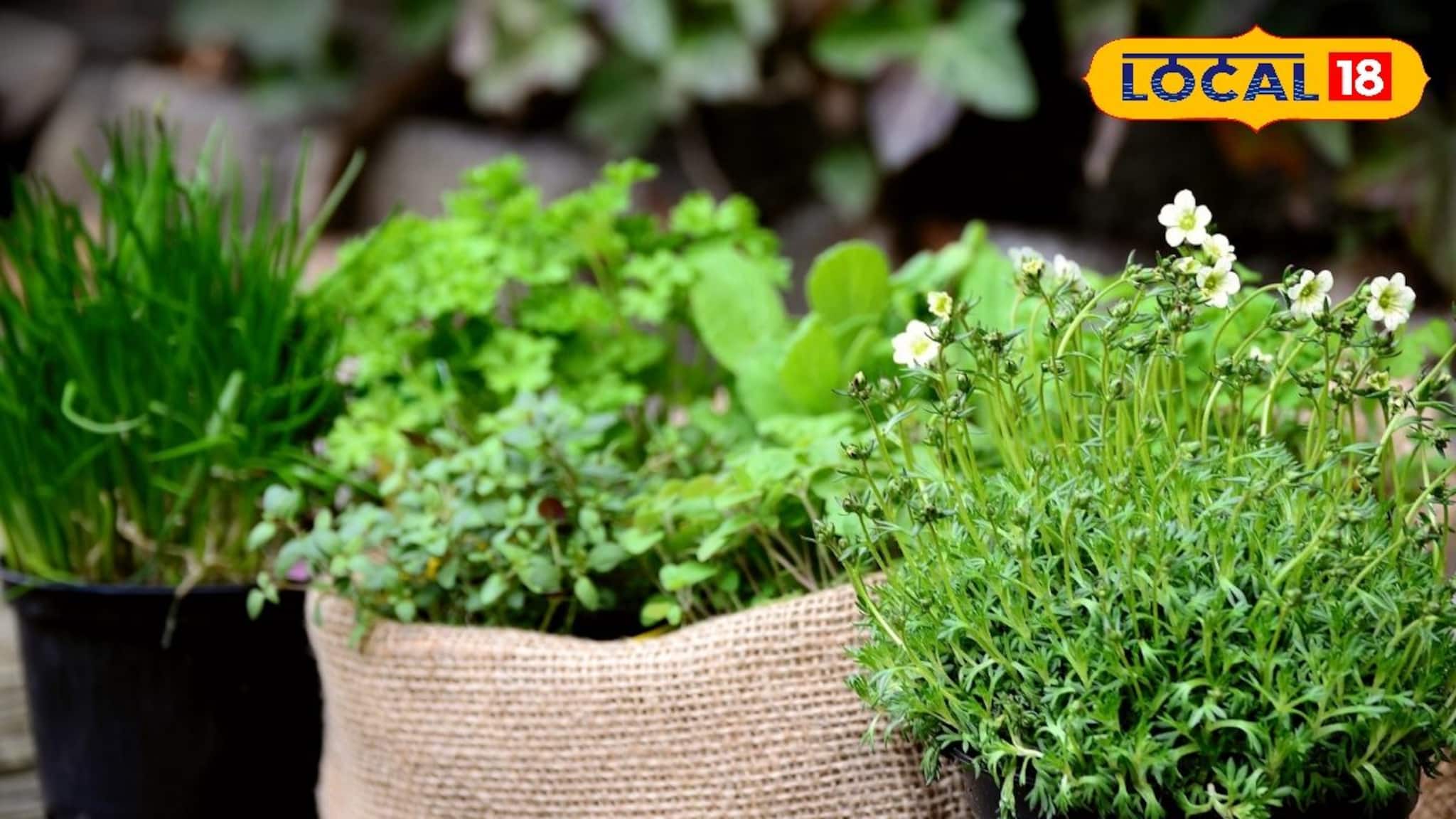 Medicinal Plant Farming: ঘরে বসেই কেল্লাফতে! এই ৫ ঔষধি গাছ চাষ করলেই পকেটে আসবে লক্ষ লক্ষ টাকা, জানুন সহজ পদ্ধতি