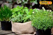 Medicinal Plant Farming: ঘরে বসেই কেল্লাফতে! এই ৫ ঔষধি গাছ চাষ করলেই পকেটে আসবে লক্ষ লক্ষ টাকা, জানুন সহজ পদ্ধতি