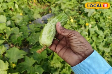 ফাঁকা জমিই এখন টাকার খনি, মাত্র কয়েক মাসেই পকেট গরম করে দিচ্ছে শসা