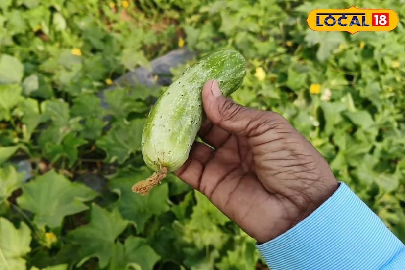 প্রখণ্ড রোদ্রের তাপদাহে যখন জনজীবন কার্যত বিপর্যস্ত, তখন শরীরকে সুস্থ ও সতেজ রাখতে নিয়মিত জলপানের পাশাপাশি শসা খাওয়ার পরামর্শ দিচ্ছেন চিকিৎসকরা। জলসমৃদ্ধ এই সবজি শরীরকে ঠান্ডা রাখতে সাহায্য করে এবং গরমজনিত নানা সমস্যা থেকে রক্ষা করে, এমনটাই মত চিকিৎসক মহলের। (ছবি ও তথ্য: শান্তনু দাস) প্রখণ্ড রোদ্রের তাপদাহে যখন জনজীবন কার্যত বিপর্যস্ত, তখন শরীরকে সুস্থ ও সতেজ রাখতে নিয়মিত জলপানের পাশাপাশি শসা খাওয়ার পরামর্শ দিচ্ছেন চিকিৎসকরা। জলসমৃদ্ধ এই সবজি শরীরকে ঠান্ডা রাখতে সাহায্য করে এবং গরমজনিত নানা সমস্যা থেকে রক্ষা করে, এমনটাই মত চিকিৎসক মহলের। (ছবি ও তথ্য: শান্তনু দাস)
