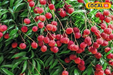 গাছ ভরে উঠবে লাল রসে! লিচুর ফলন বাড়াতে ও ঝরা রুখতে এখনই করুন এই বিশেষ কাজ