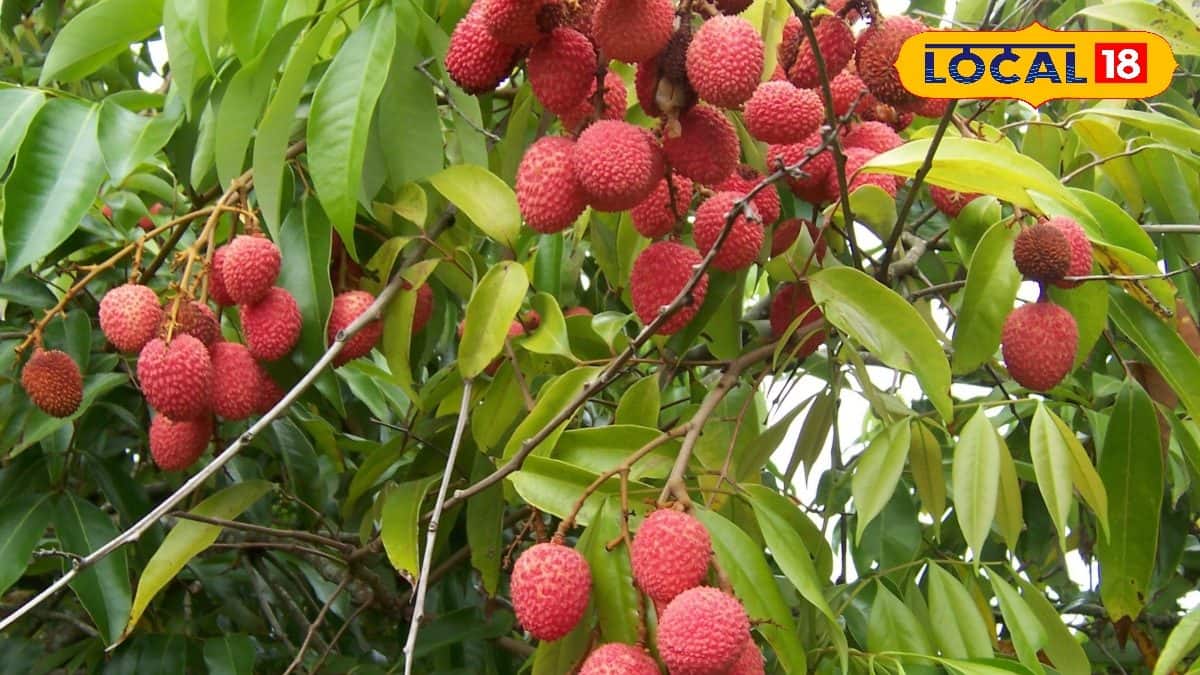 Litchi Tree Care Tips: গাছ ভরে উঠবে লাল রসে! লিচুর ফলন বাড়াতে ও ঝরা ...