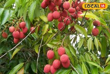 Litchi Tree Care Tips: গাছ ভরে উঠবে লাল রসে! লিচুর ফলন বাড়াতে ও ঝরা রুখতে এখনই করুন এই বিশেষ কাজ
